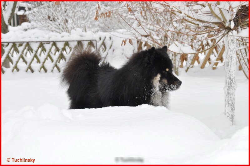 2 (52).jpg - Grishan