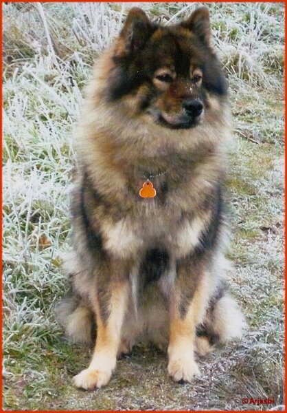 2 (65).jpg - Daschka