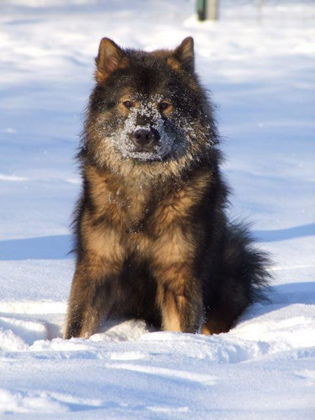 2 (95).jpg - Alfredo