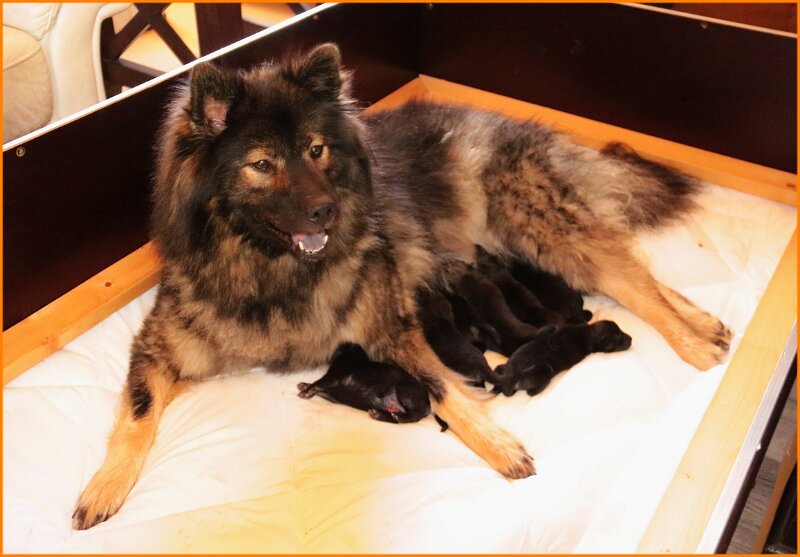 b (61).JPG - Josie mit ihrem L-Wurf